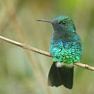 Colibri à menton bleu