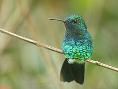 Blue-chinned Sapphire