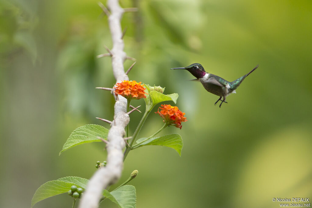 Colibri améthyste, Vol