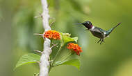 Colibri améthyste