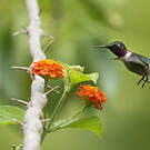 Colibri améthyste