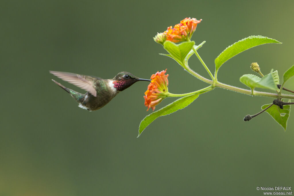 Colibri améthyste