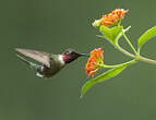 Colibri améthyste