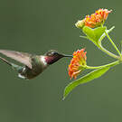 Colibri améthyste