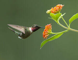 Colibri améthyste