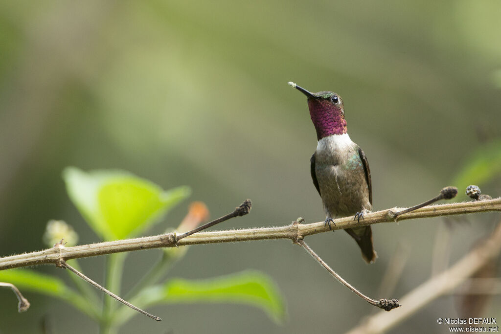 Colibri améthyste