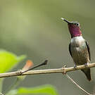 Colibri améthyste