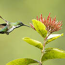 Colibri avocette
