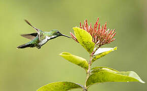 Colibri avocette