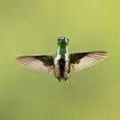 Colibri avocette
