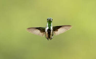 Colibri avocette