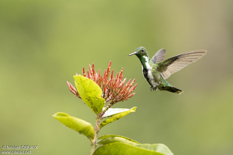 Colibri avocette femelle, Vol, mange