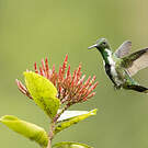 Colibri avocette