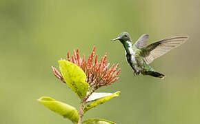 Fiery-tailed Awlbill