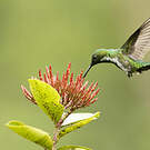 Colibri avocette
