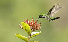 Fiery-tailed Awlbill