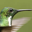 Colibri avocette