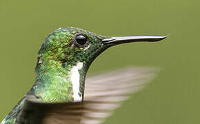 Colibri avocette