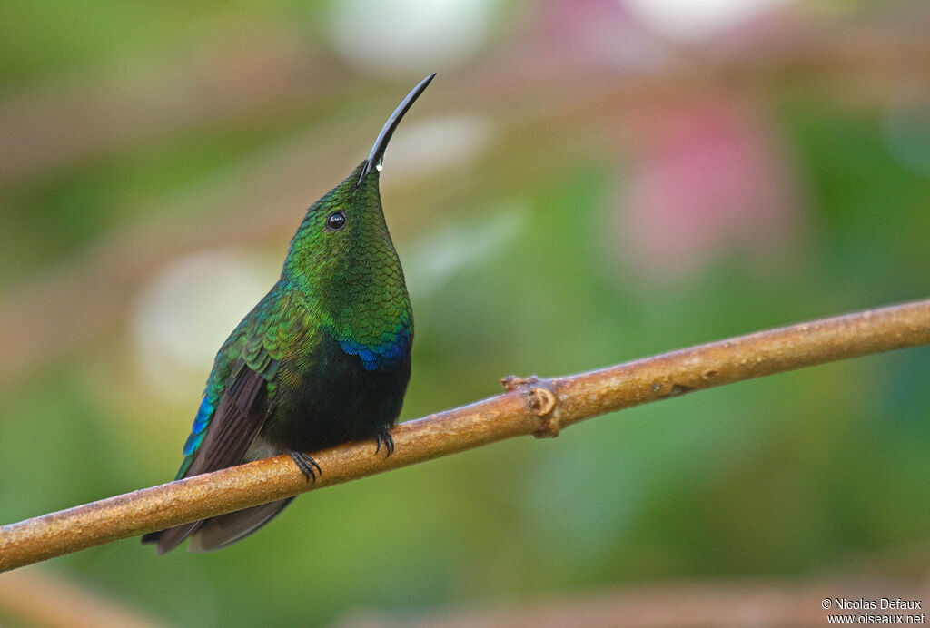 Colibri falle-vert