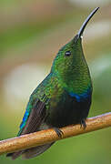 Green-throated Carib