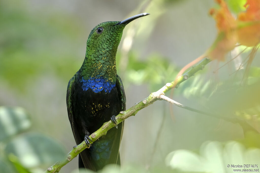 Green-throated Caribadult, identification