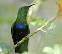 Colibri falle-vert