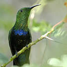 Colibri falle-vert
