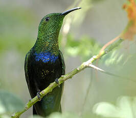 Colibri falle-vert