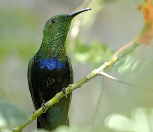 Colibri falle-vert