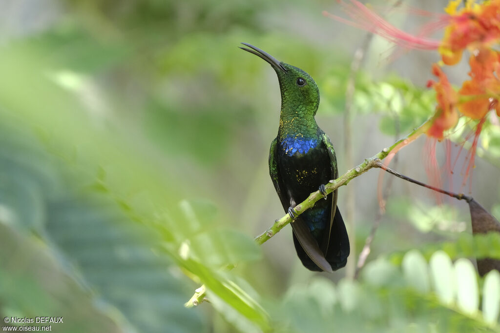 Green-throated Caribadult, identification