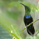 Colibri falle-vert