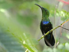 Green-throated Carib