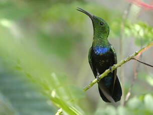 Colibri falle-vert