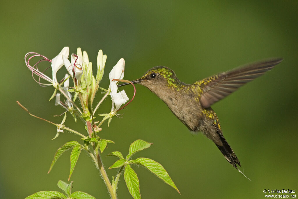 Colibri huppé femelle