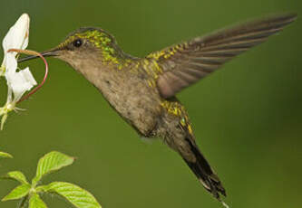 Colibri huppé