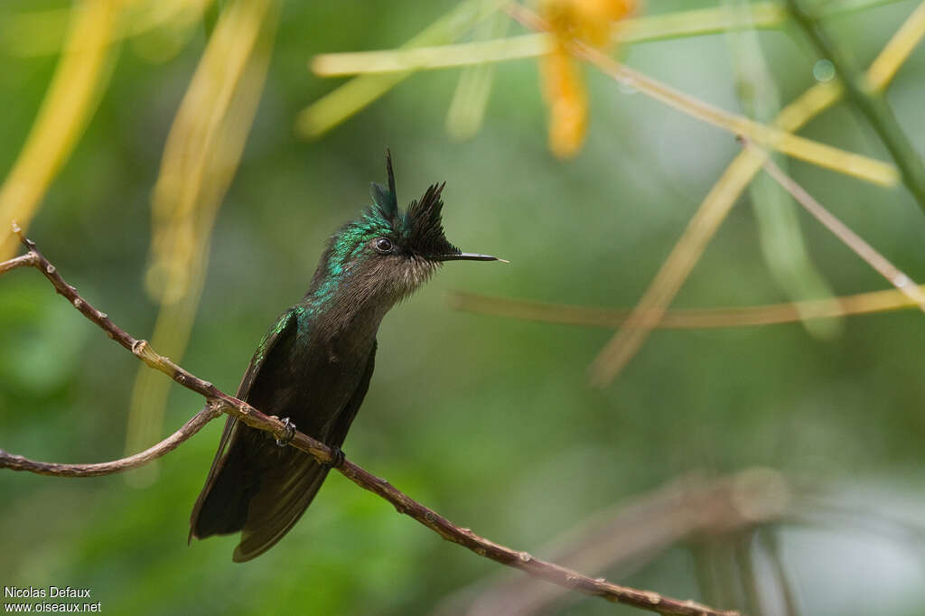 Colibri huppé mâle