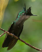 Antillean Crested Hummingbird