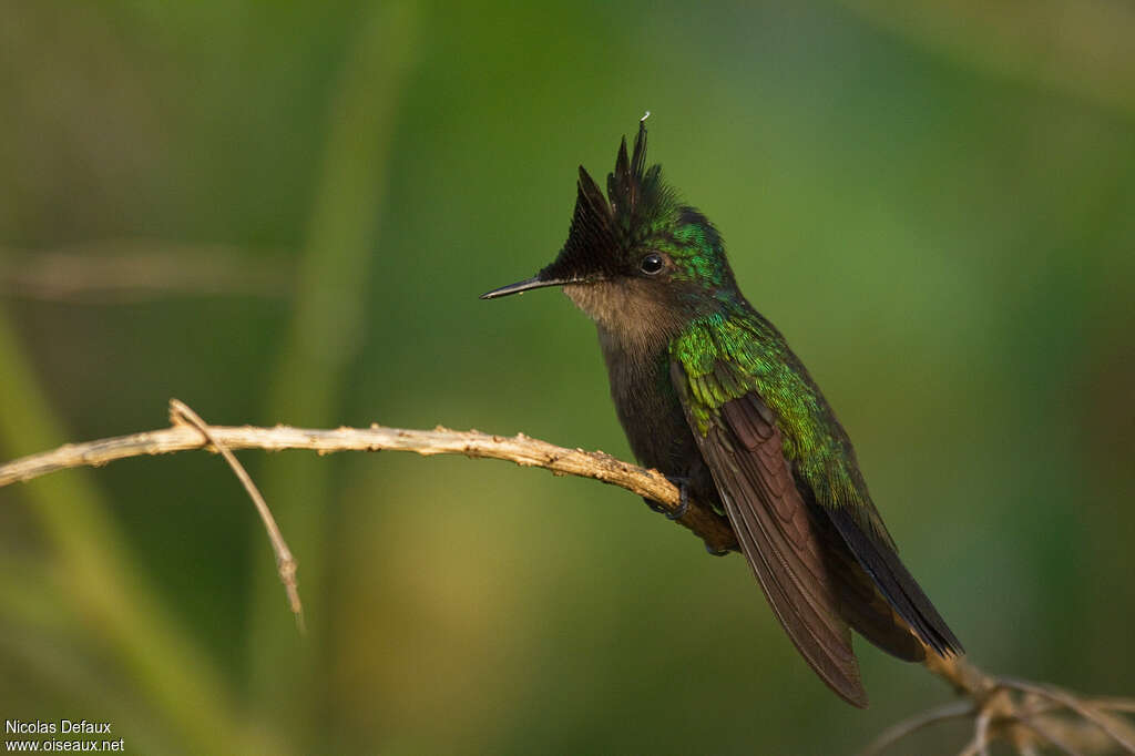 Colibri huppé mâle