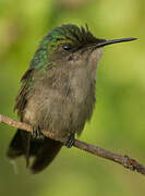 Antillean Crested Hummingbird