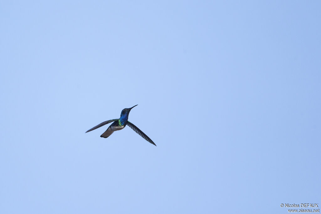 White-necked Jacobinadult, Flight