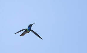 White-necked Jacobin