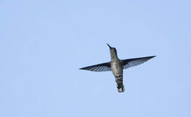 Colibri jacobin