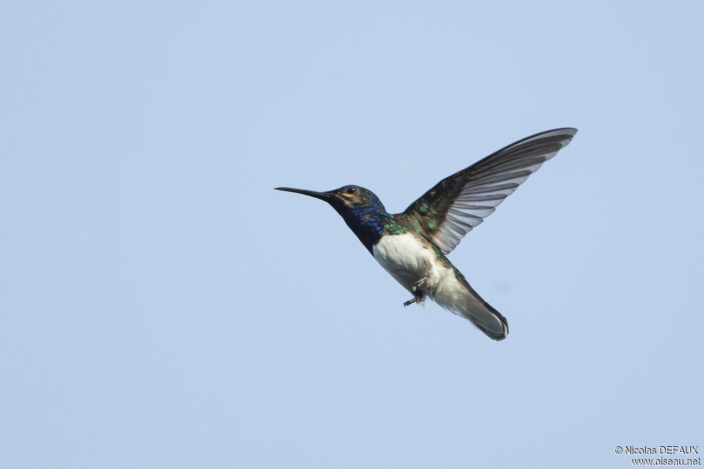 White-necked Jacobin male juvenile, Flight