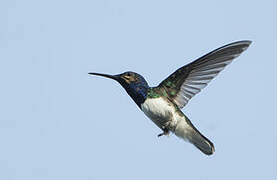 White-necked Jacobin