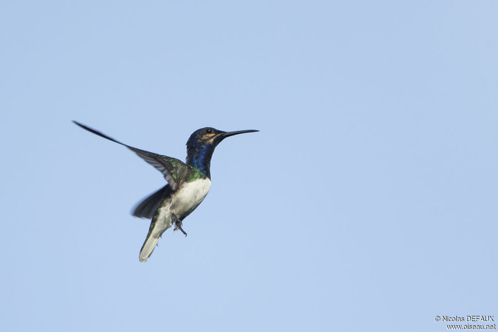 White-necked Jacobin male juvenile, Flight