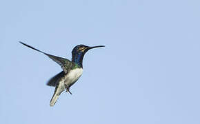 White-necked Jacobin