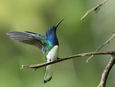 White-necked Jacobin