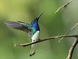 Colibri jacobin