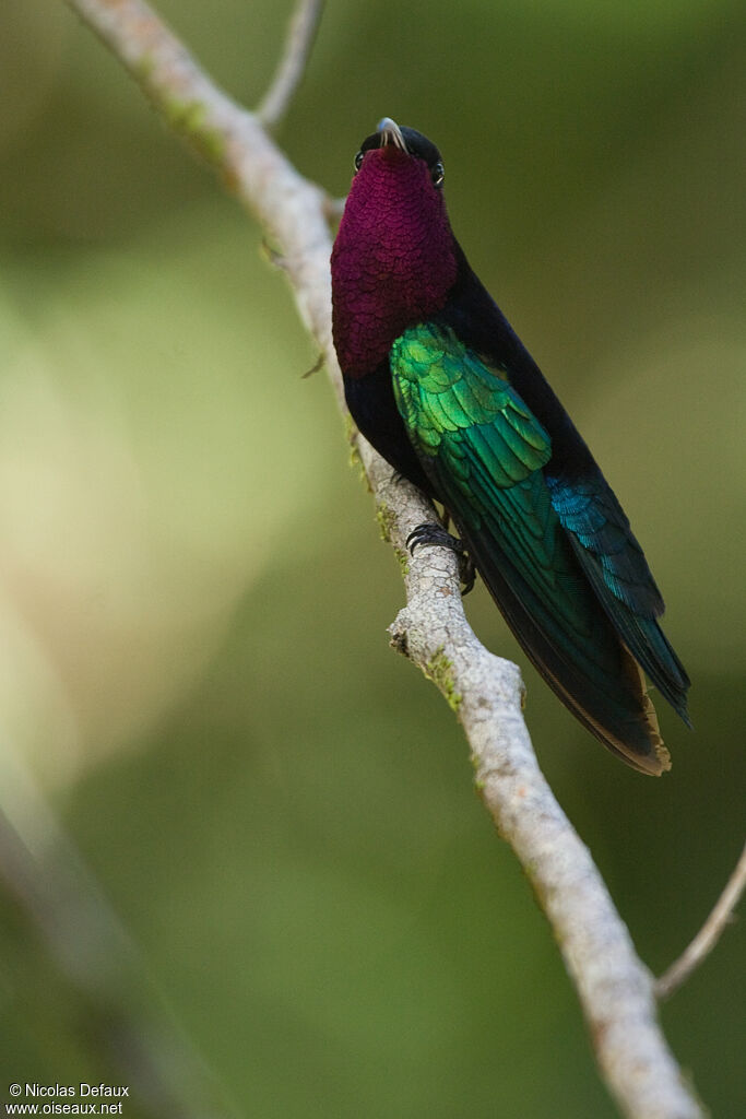 Purple-throated Carib