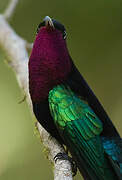 Purple-throated Carib